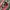 vans authentic skateboarding x daniel johnston photo 7