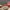 vans authentic red chili photo 6
