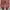 Converse Low CT Leather PINK ROSE GOLD 40 photo 5