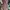 Converse Low CT Leather PINK ROSE GOLD 40 photo 2