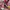 Converse CT Hi DENIM RED 40 photo 1