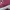 Converse CT Hi Canvas CHERRY DAZE BNIB 40 photo 5