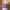 Bershka Minimalist Casual Shoulder Bag Wanita Purple