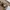 Polo Ralph Lauren Casual Sportswear Polo shirt Pria tan photo 3
