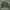 Bomber Sherpa Army Wanita photo 2