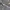 Starlite Belt photo 1