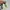 Sepatu adidas yeezy calabasas second (3251) photo 3