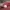 Avirex Red Brick Multipocket Cargo Pants photo 7
