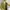 Jaket fashion warna lime photo 2