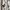 Pull & Bear Casual Sneakers Pria white tan black photo 2