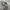 Vans Knu Skool Green Gum photo 2
