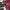 Kawaii outer maroon cape shawl lacey photo 4
