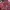 Kawaii outer maroon cape shawl lacey photo 6