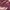Kawaii outer maroon cape shawl lacey photo 2