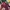 Kawaii outer maroon cape shawl lacey photo 5