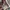 Converse 70's irrectular iridescent photo 1