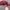 Ellese Casual Hat Pria red photo 2