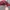 Ellese Casual Hat Pria Red