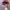 Ellese Casual Hat Pria red photo 3