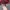 Ellese Casual Hat Pria red photo 4