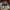 Air Jordan 1 low SE Vintage Panda (w) photo 1