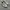 VANS AUTHENTIC ECO THEORY CHECKERBOARD CORNSTALK photo 1