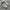 VANS AUTHENTIC ECO THEORY CHECKERBOARD CORNSTALK