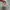 VANS AUTHENTIC ECO THEORY CHECKERBOARD CORNSTALK photo 6