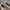 VANS AUTHENTIC ECO THEORY CHECKERBOARD CORNSTALK photo 7