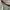 VANS AUTHENTIC ECO THEORY CHECKERBOARD CORNSTALK photo 3