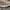 VANS AUTHENTIC ECO THEORY CHECKERBOARD CORNSTALK photo 2