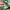 VANS AUTHENTIC ANAHEIM 44 DX EMERALD GREEN photo 7