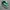 VANS AUTHENTIC ANAHEIM 44 DX EMERALD GREEN photo 1