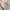 atasan hanbok korea nude pink bordir photo 2