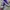 Converse CT Low Canvas PURPLE OX US ORIGINATOR 42 photo 1
