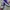 Converse CT Low Canvas PURPLE OX US ORIGINATOR 42