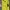 Polo shirt RL Kuning Big logo depan belakang photo 1