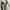 Charles and Keith Minimalist Heels Wanita black photo 3