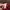Longchamp Minimalist Casual Backpack Wanita red photo 6