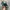 RARE Adidas x SFTM Country OG Active Tear Core Black Ash photo 3
