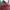 Casual Loafer Pria Red