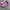 VANS AUTHENTIC X OPENING CEREMONY “QUILTED PURPLE” photo 1