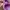 VANS AUTHENTIC X OPENING CEREMONY “QUILTED PURPLE” photo 7