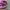 VANS AUTHENTIC X OPENING CEREMONY “QUILTED PURPLE” photo 6