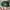 TOPI BASEBALL LOGO UNIVERSITY CSU photo 5