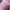 TOPI TAYLORMADE PINK 
 photo 2