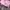 TOPI TAYLORMADE PINK 
 photo 7