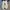 Adidas Stan Smith White Gold photo 7