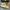 Converse One Star Melon Baller photo 2
