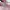 Puma Ballet OG Black Pink photo 7